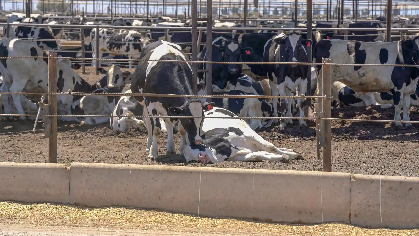 Brandt feedlot with a fallen cow