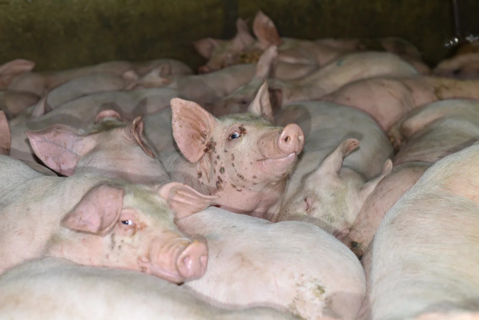 Intense crowding conditions at a Farmer John farm