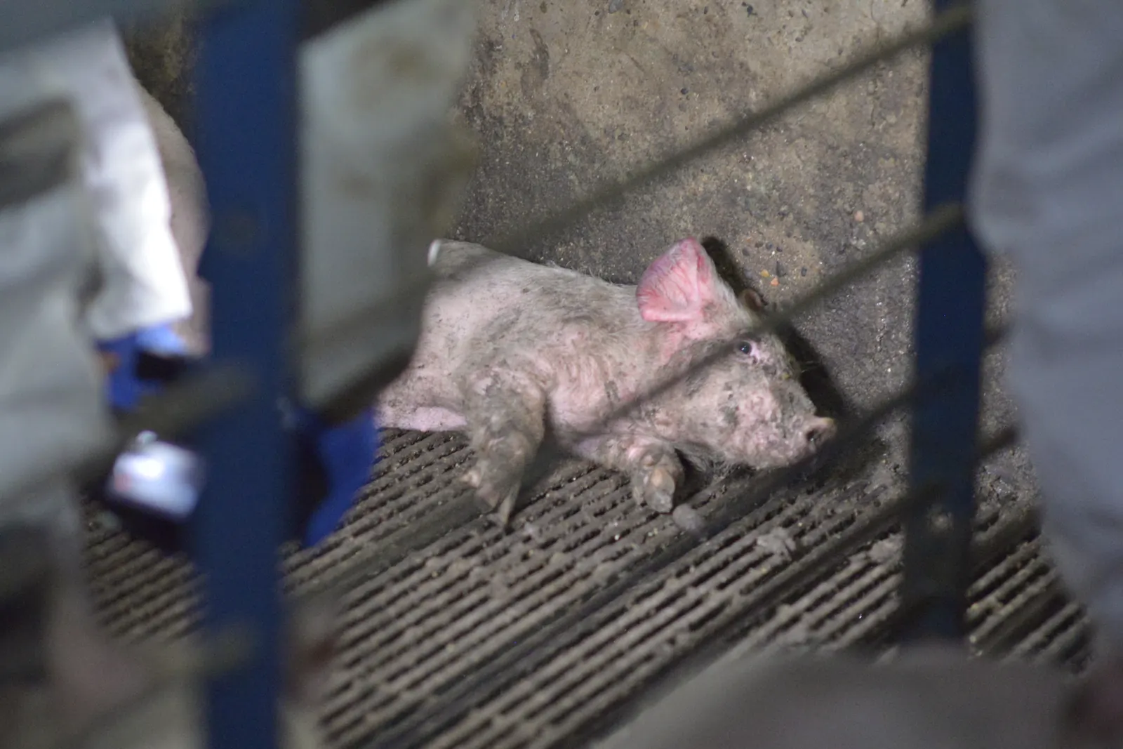 A dead piglet in the corner of a pen at a Farmer John farm