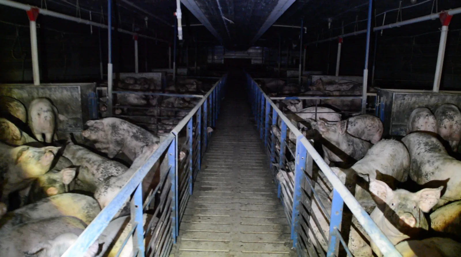 Pigs in densely packed pens at Farmer John