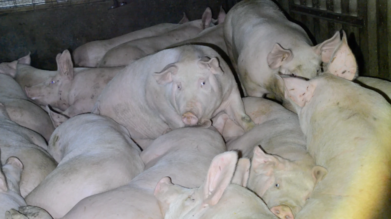 Further crowding conditions at a Farmer John farm