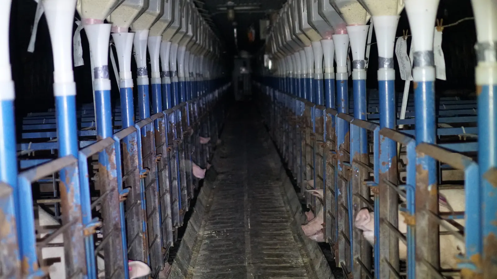 What is a factory farm?