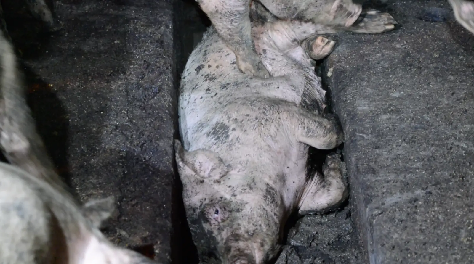 A helpless piglet trapped between the slats, being stepped on by an adult pig