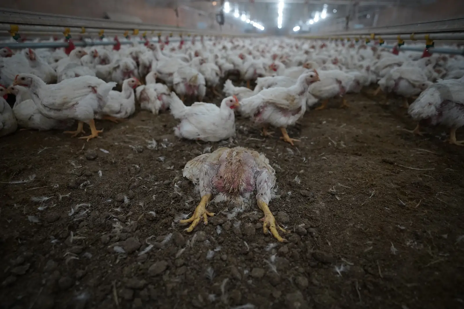 Carcass of a dead chicken lying near live chickens at a Foster Farms facility