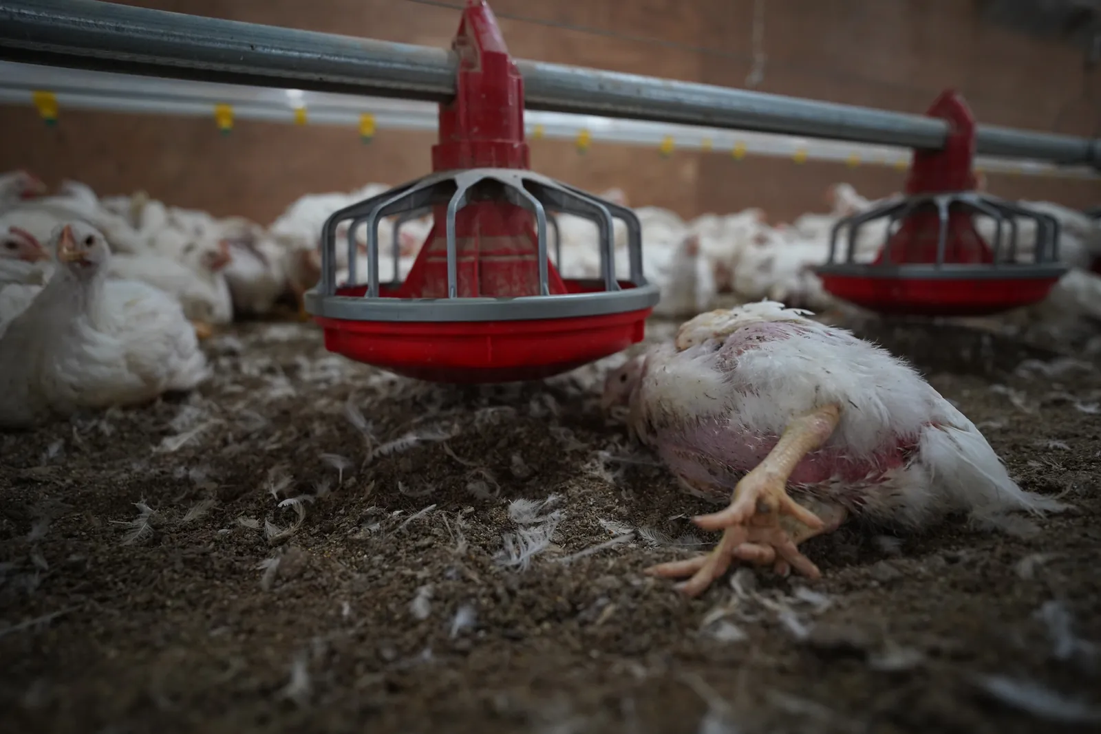 A chicken who died directly next to the feed dispenser at a Foster Farms facility