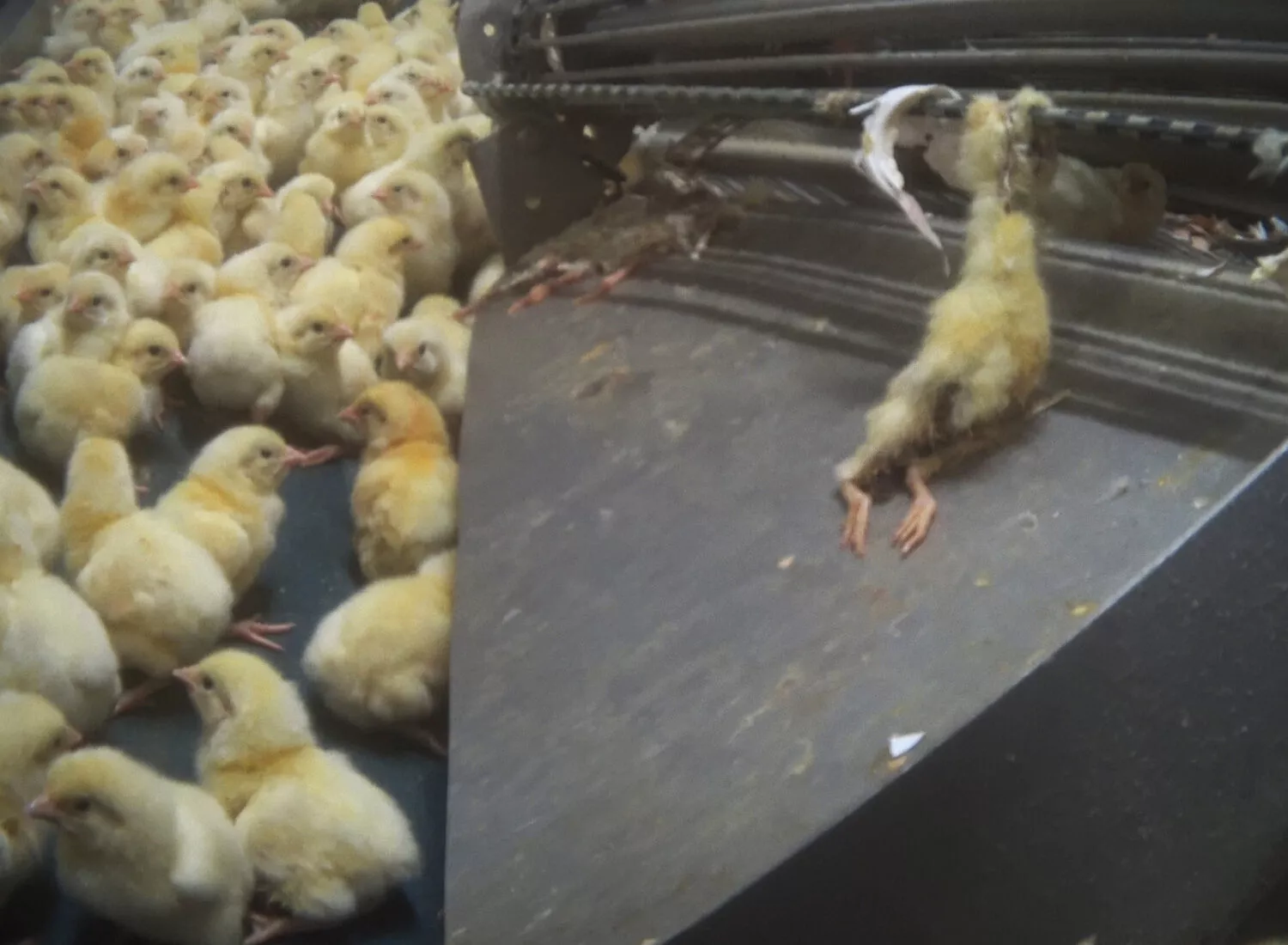 Newly hatched chicks at Foster Farms Hatchery were routinely crushed by automated processing machinery