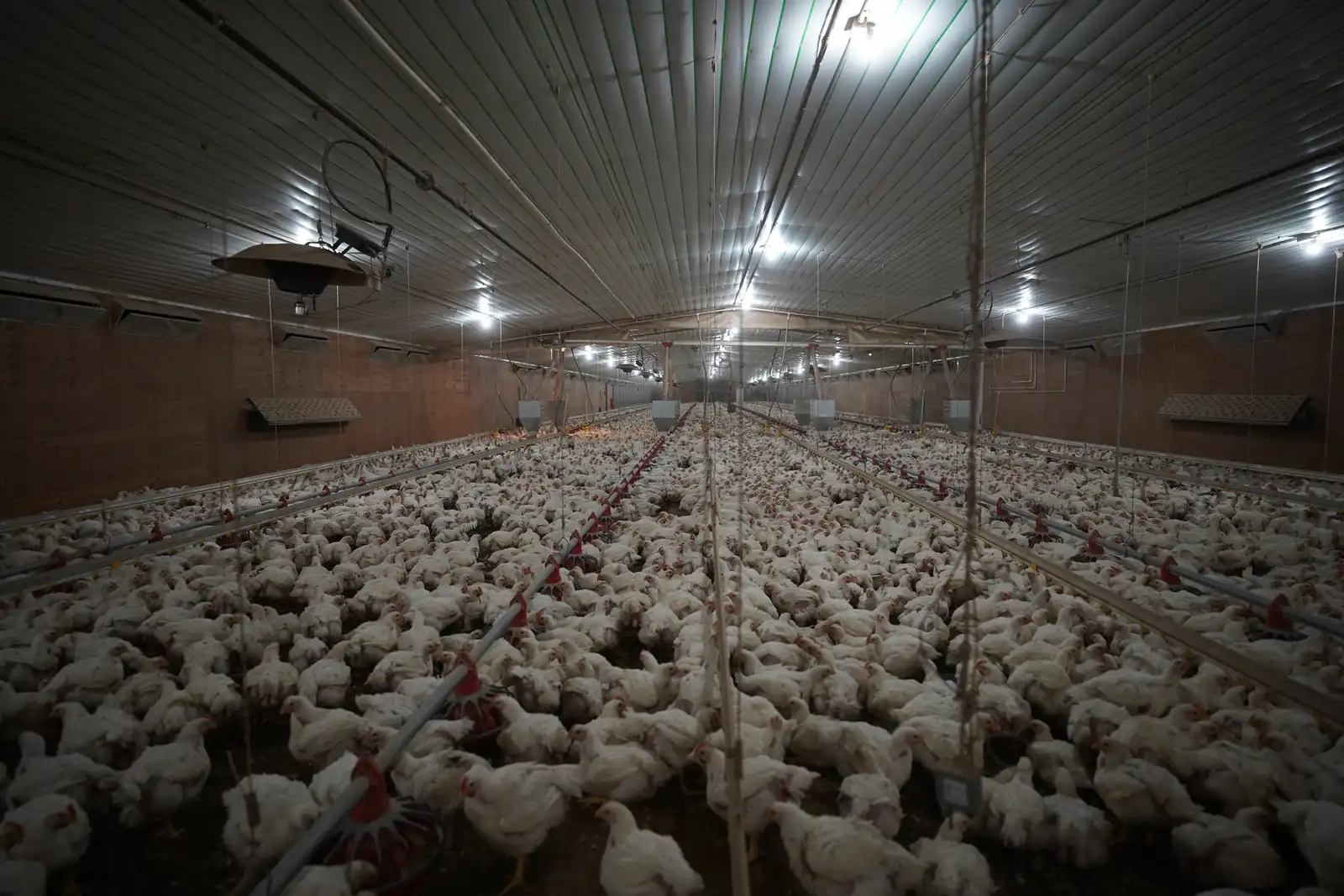 Chickens in a Foster Farms warehouse
