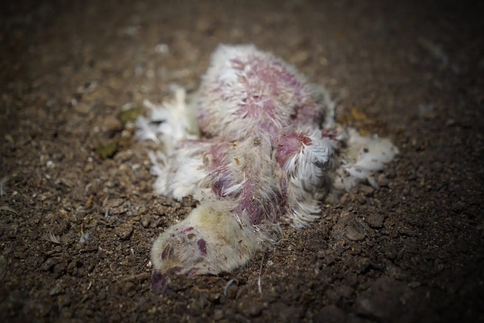 The carcass of a chicken at a Foster Farms facility