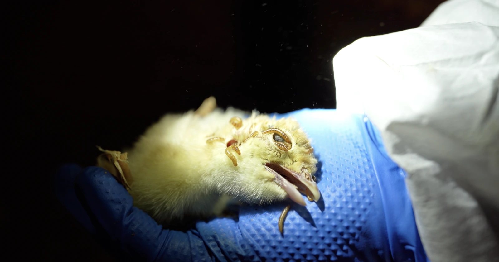 A DxE investigator holds a dead turkey chick being eaten by beetle larvae inside a California Foster Farms turkey farm