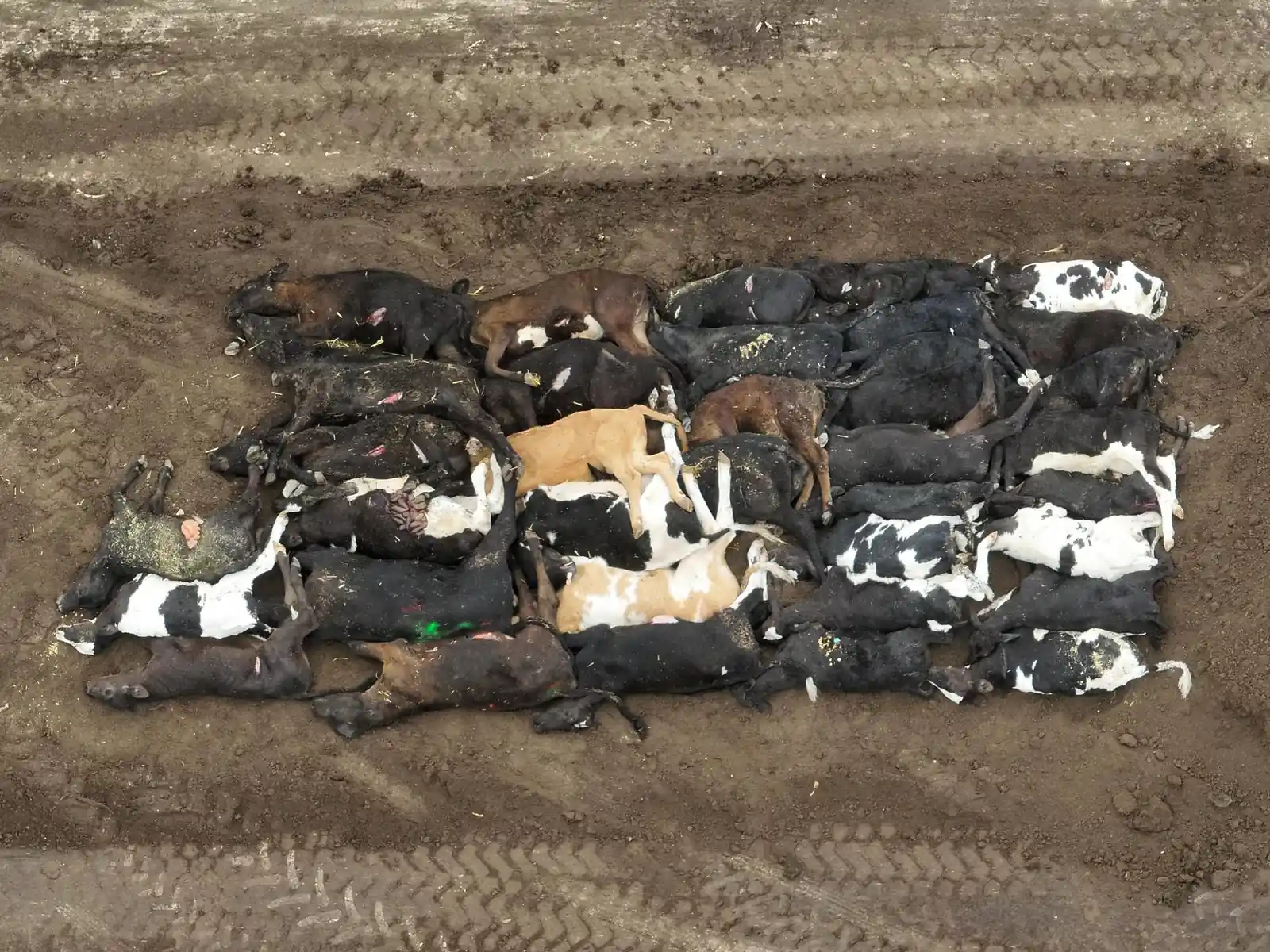 Dead pile of cattle at Grimmius Cattle Company
