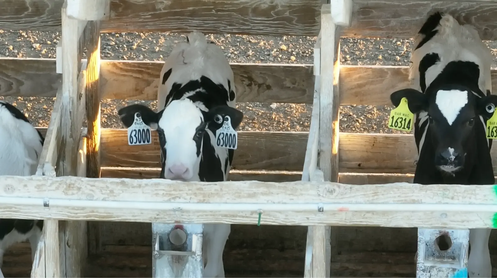 What You Should Know about Calf-Raising Operations