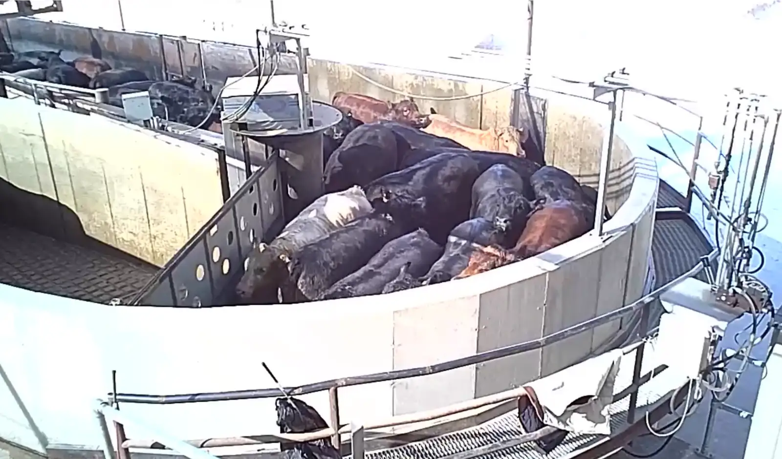 Cattle in entering Harris Ranch Slaughterhouse