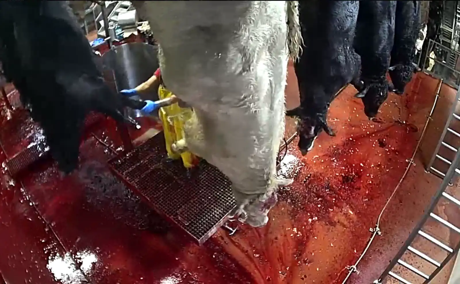 Cattle bleeding out after slaughter at Harris Ranch Slaughterhouse