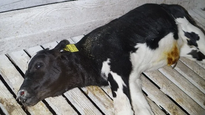 A dead body of a calf at a Land O'Lakes member farm