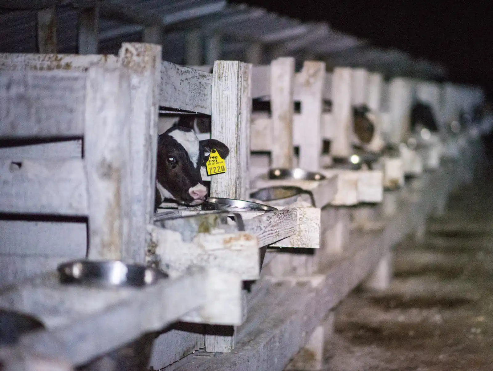 Rows of hutches housing baby cows at a Land O'Lakes member farm