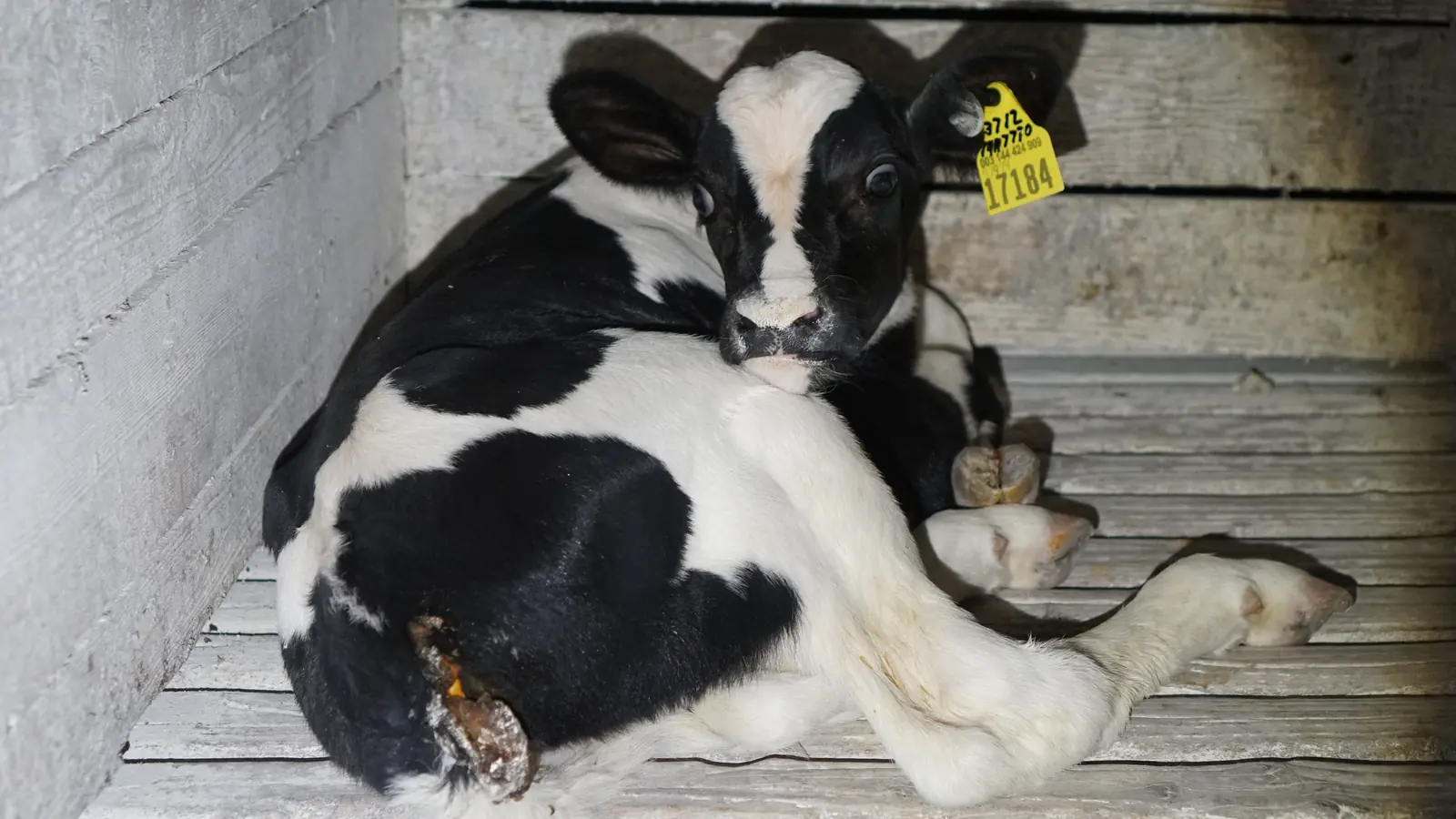 An infected anus of a calf at a Land O'Lakes member farm