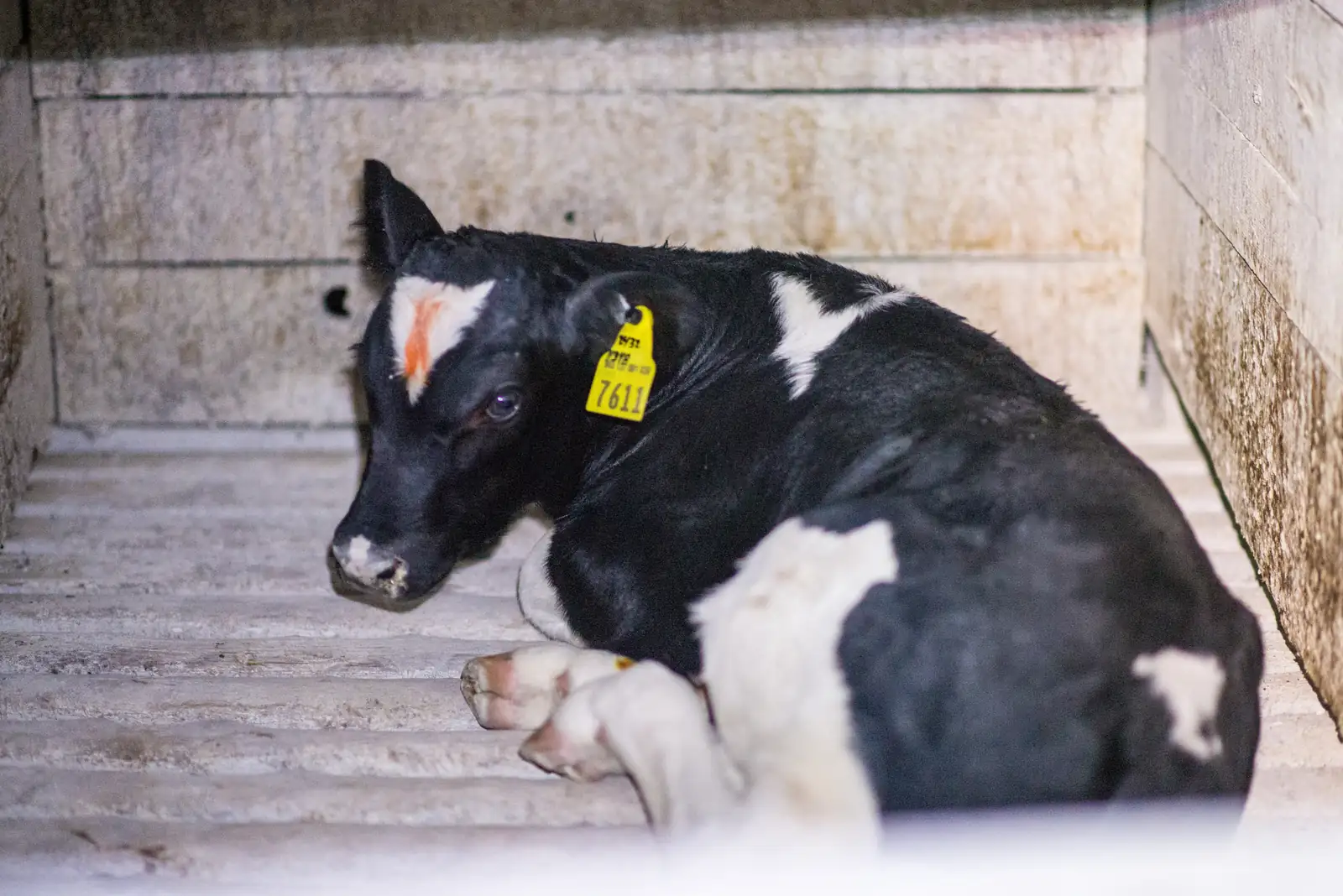 Inside a hutch housing a baby cow at a Land O'Lakes member farm