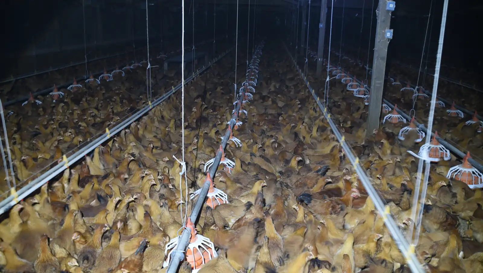 Pitman Farm Investigation