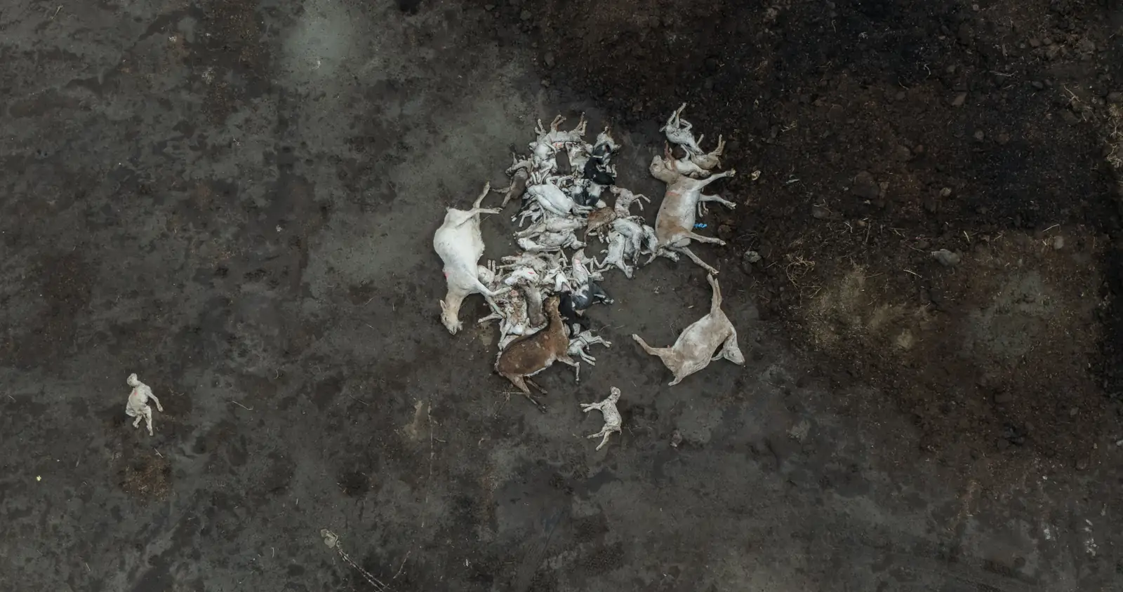 Dead pile at Vera goat dairy