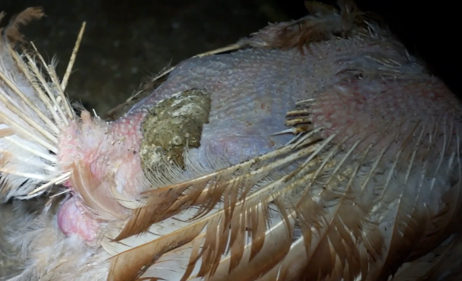 Hen covered in caked-on feces at Petaluma Egg Farm