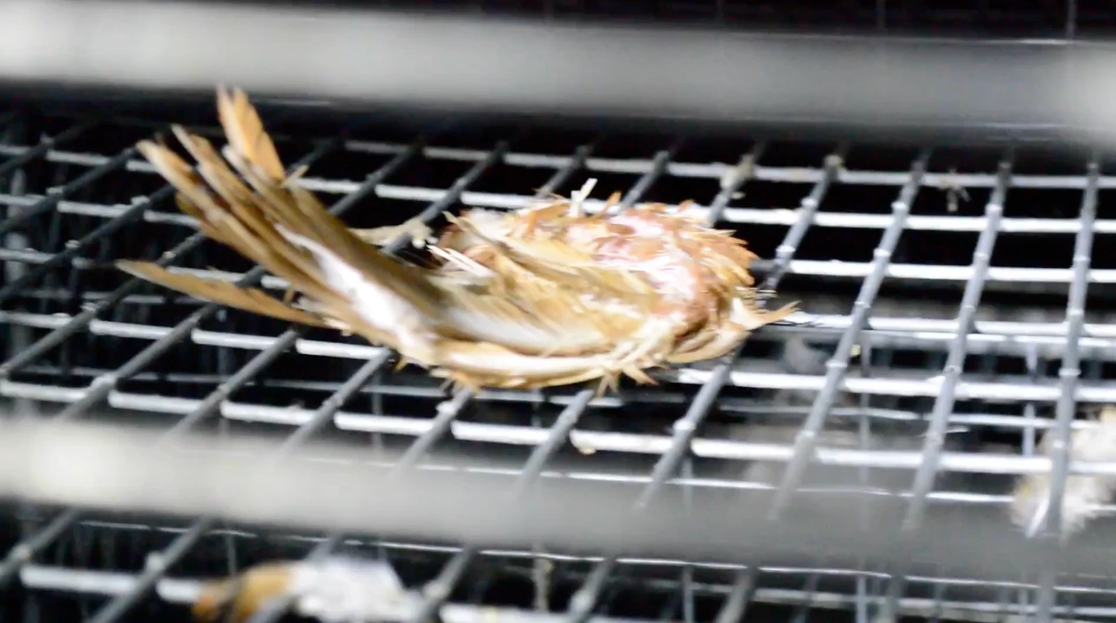 A lone detached wing at Petaluma Egg Farm