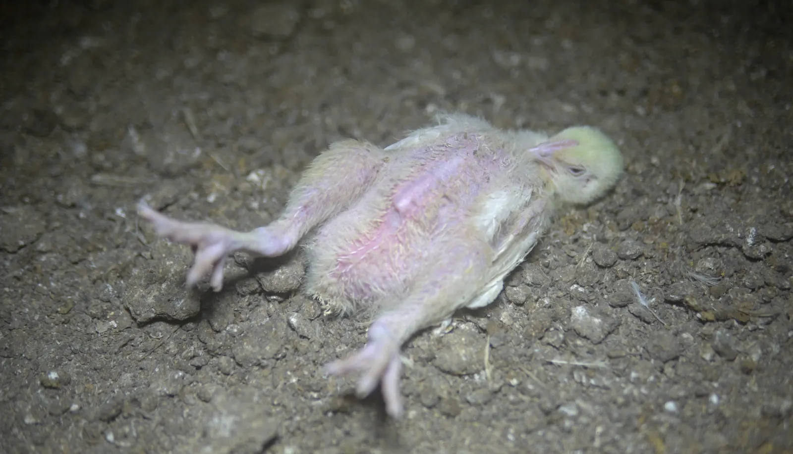 Chicken lying on its back at a Petaluma Poultry factory farm