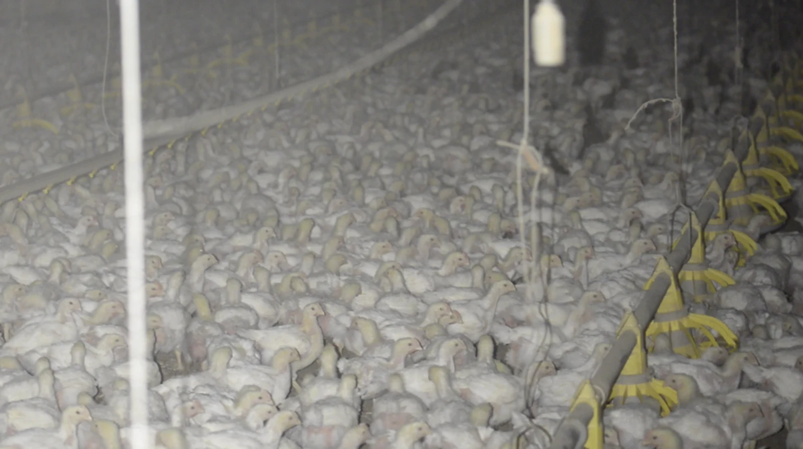Crowded conditions at a Petaluma Poultry factory farm