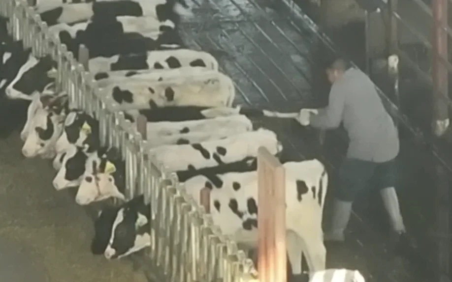 A worker pulls a calf by the tail in a row of calf pens at Agresti Calf Ranch (image mirrored)