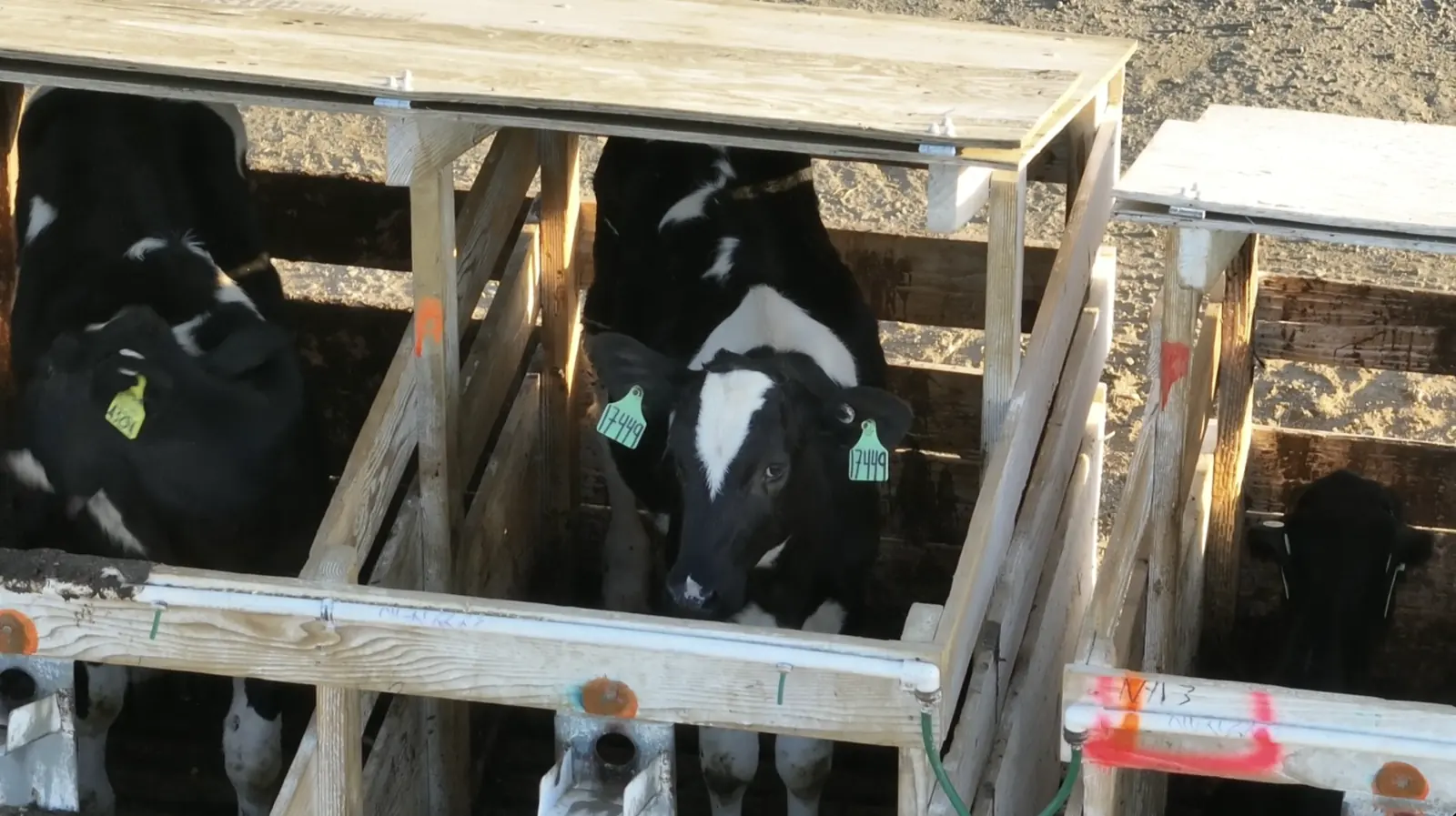 Tagged calves confined in individual wooden crates at Grimmius Cattle Company