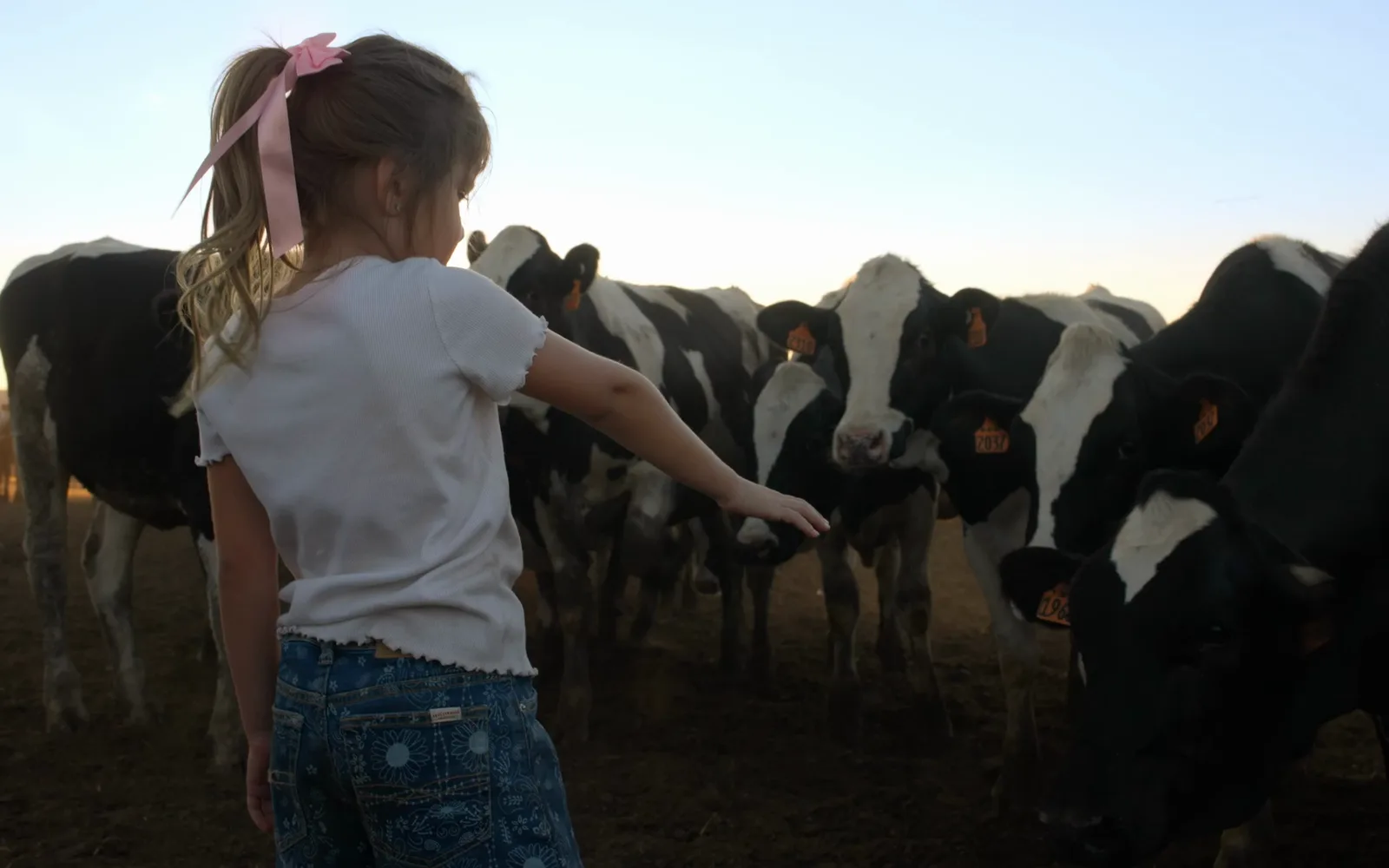 How "Real California Milk" Marketing Compares to Reality