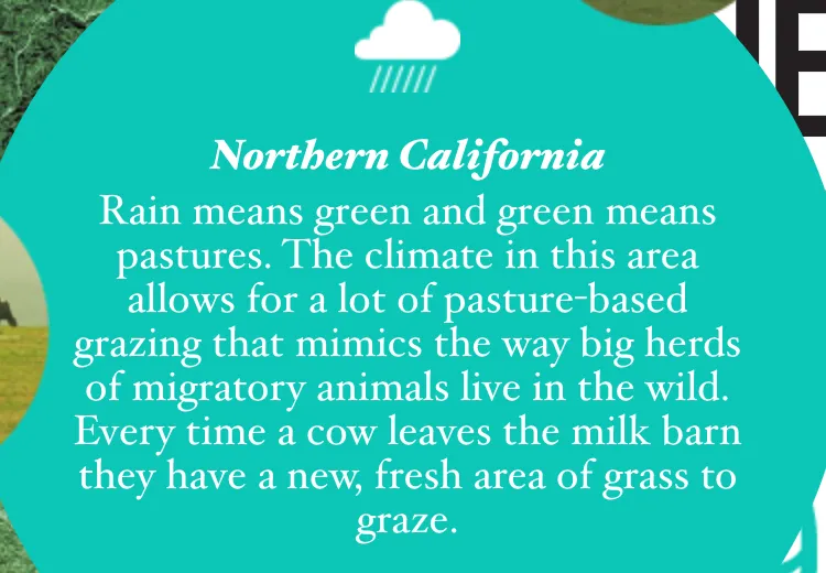 Real California Milk map popup for Northern California: Rain means green and green means pastures.