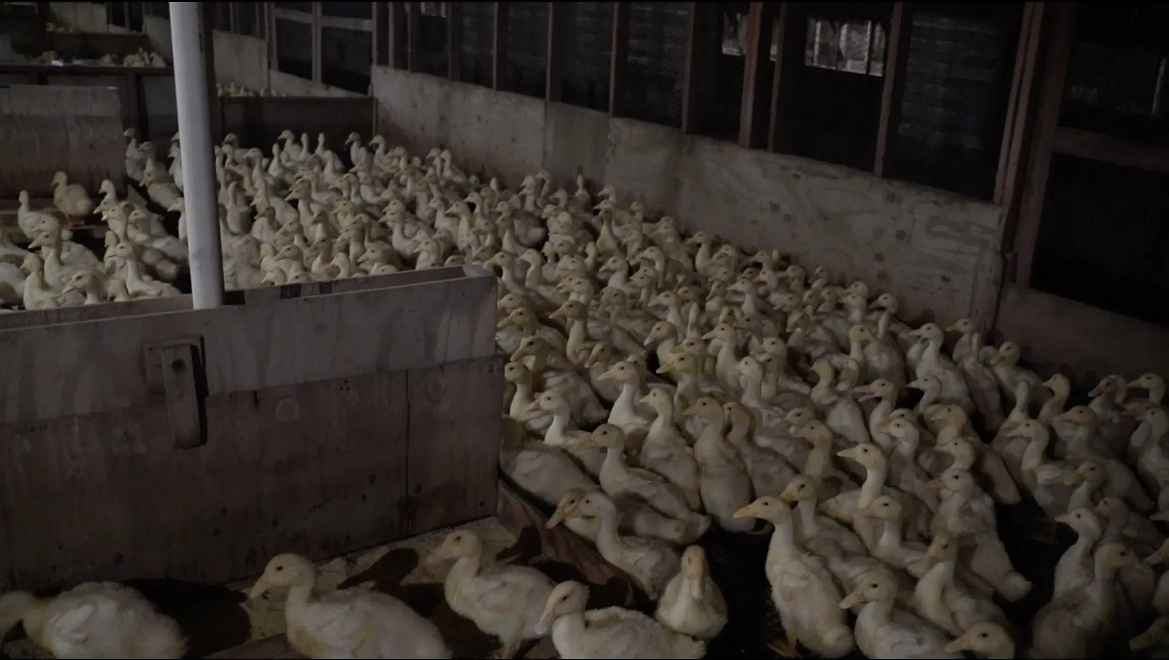 Ducks packed tightly together at Reichardt Duck Farm