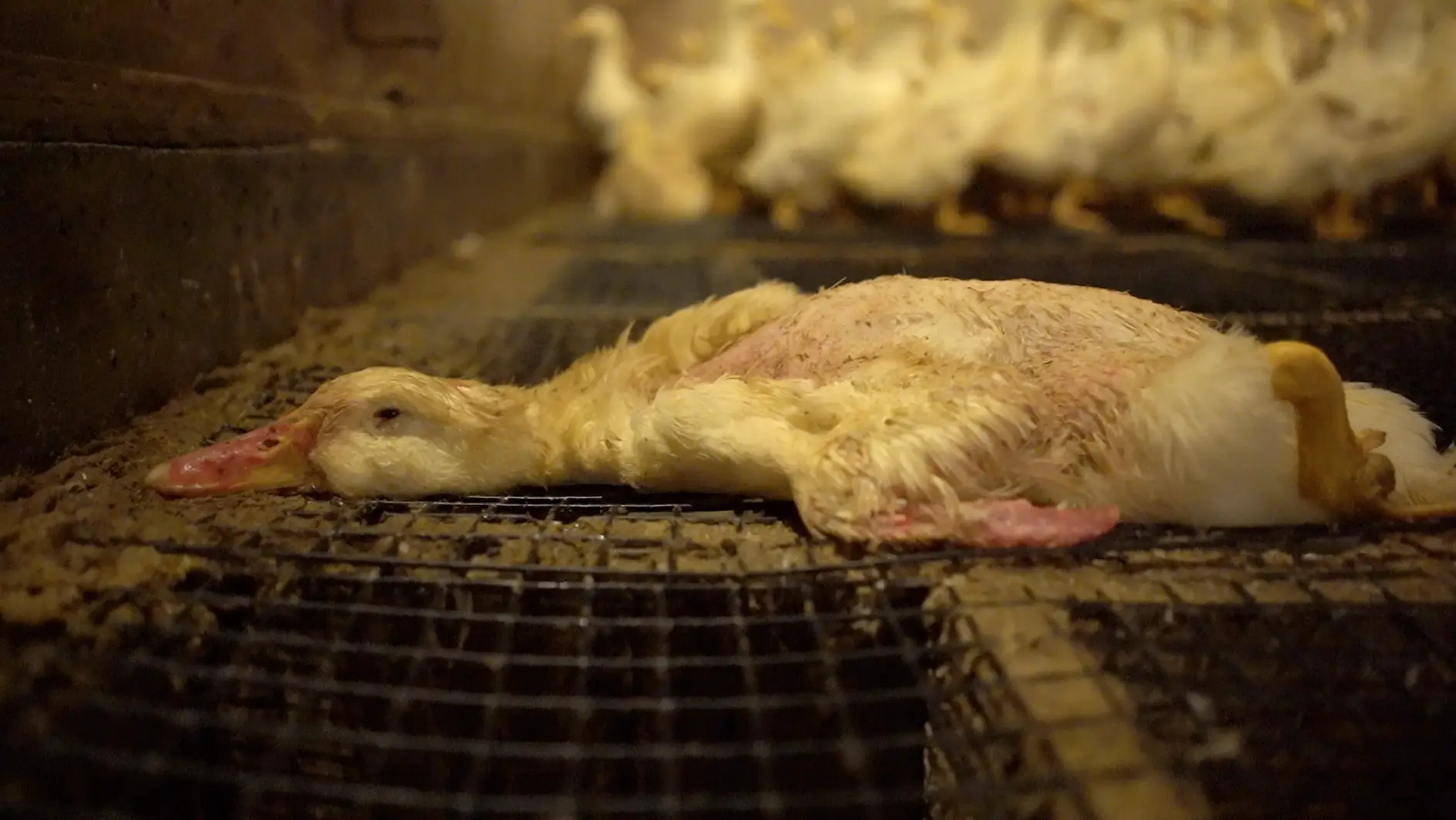 Dead duck lying flat on the ground at Reichardt Duck Farm