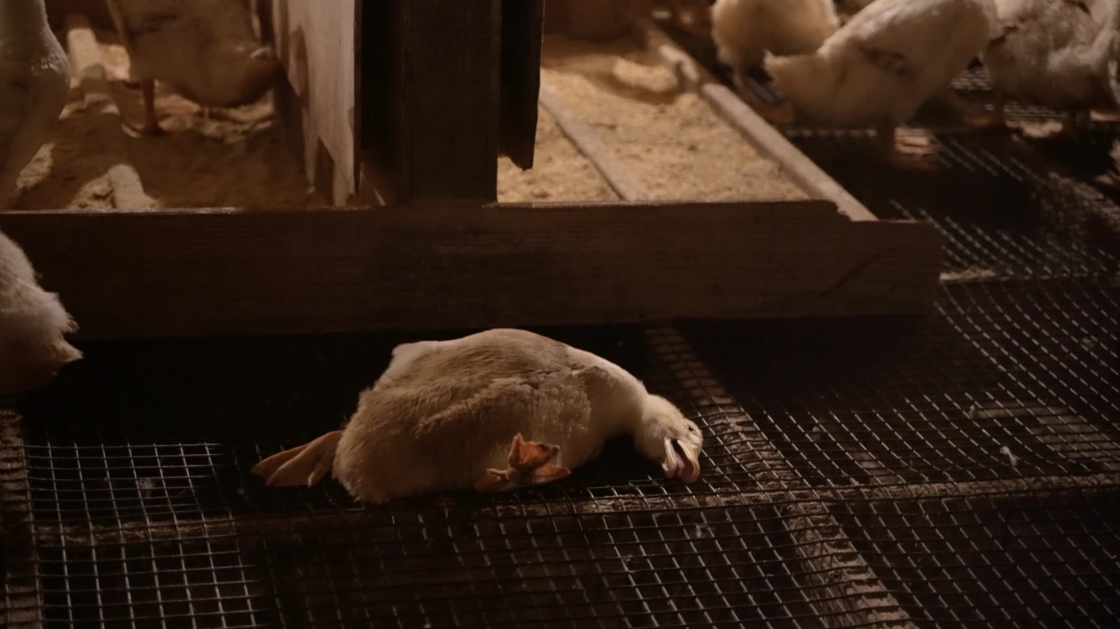 Dead duck lying on their back at Reichardt Duck Farm