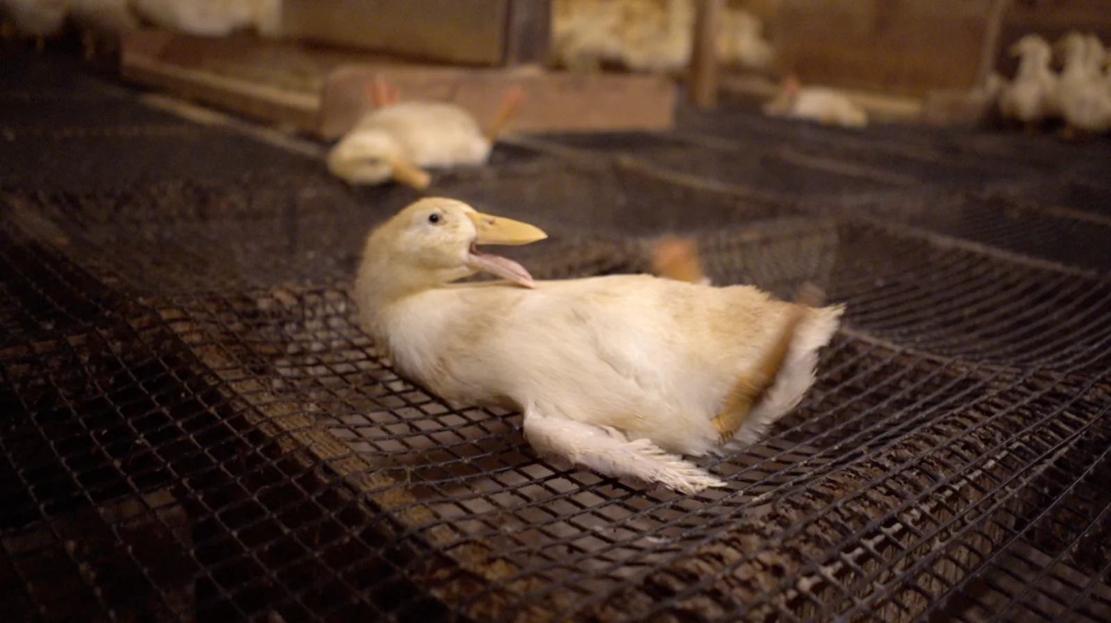Duck stuck on their back at Reichardt Duck Farm