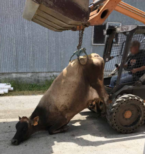 Farm worker uses a bobcat tractor to drag a downed dairy cow across concrete at Alexandre Family Farm, a Whole Foods supplier and former Certified Humane and Regenerative Organic certified dairy in Del Norte County, California