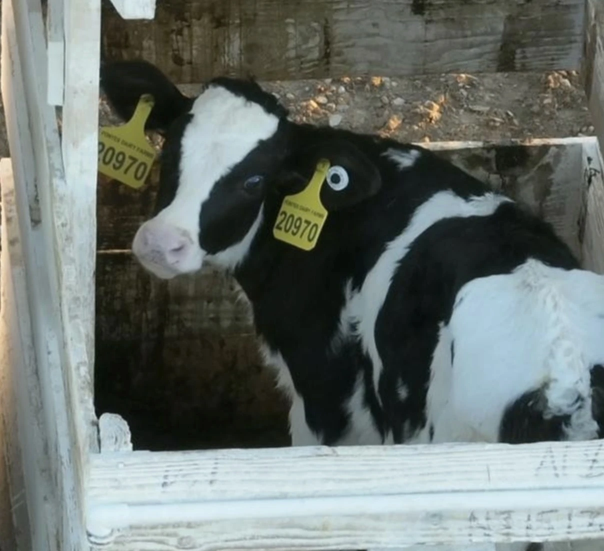 A calf at a factory farm