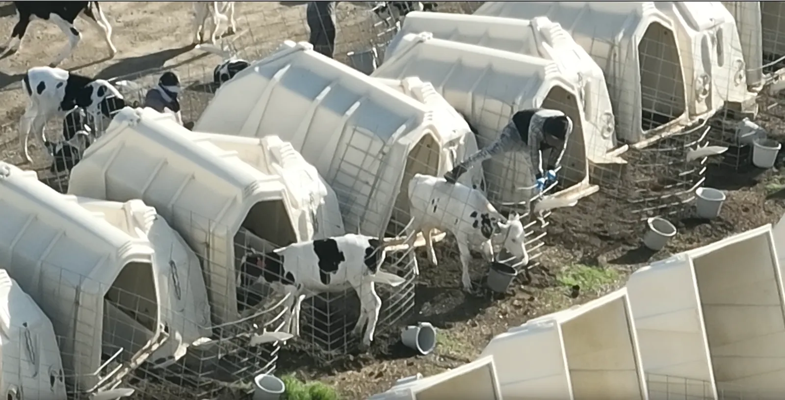 Plastic crates at Kiss Cattle CRO