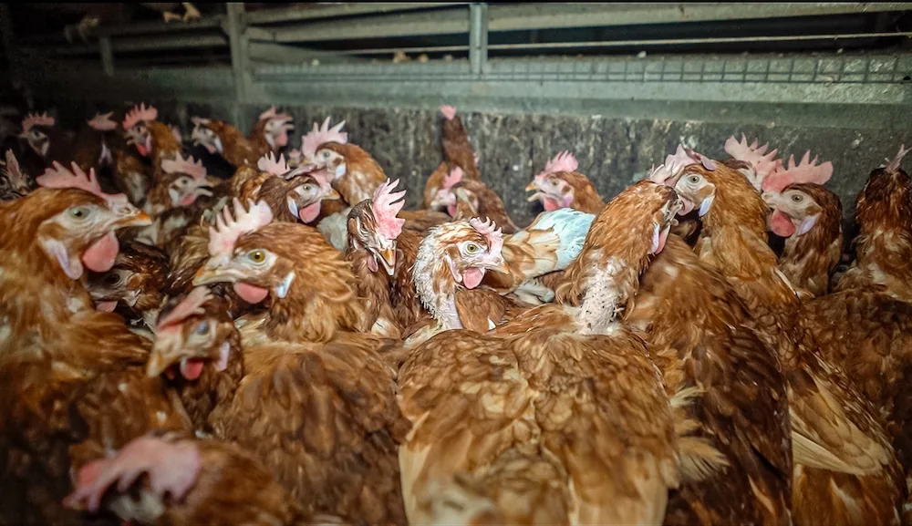 Thousands of egg-laying hens packed into overcrowded cages at a Sunrise Farms factory farm in Sonoma County, California — a Certified Humane and American Humane certified supplier to Whole Foods Market and Clover Sonoma