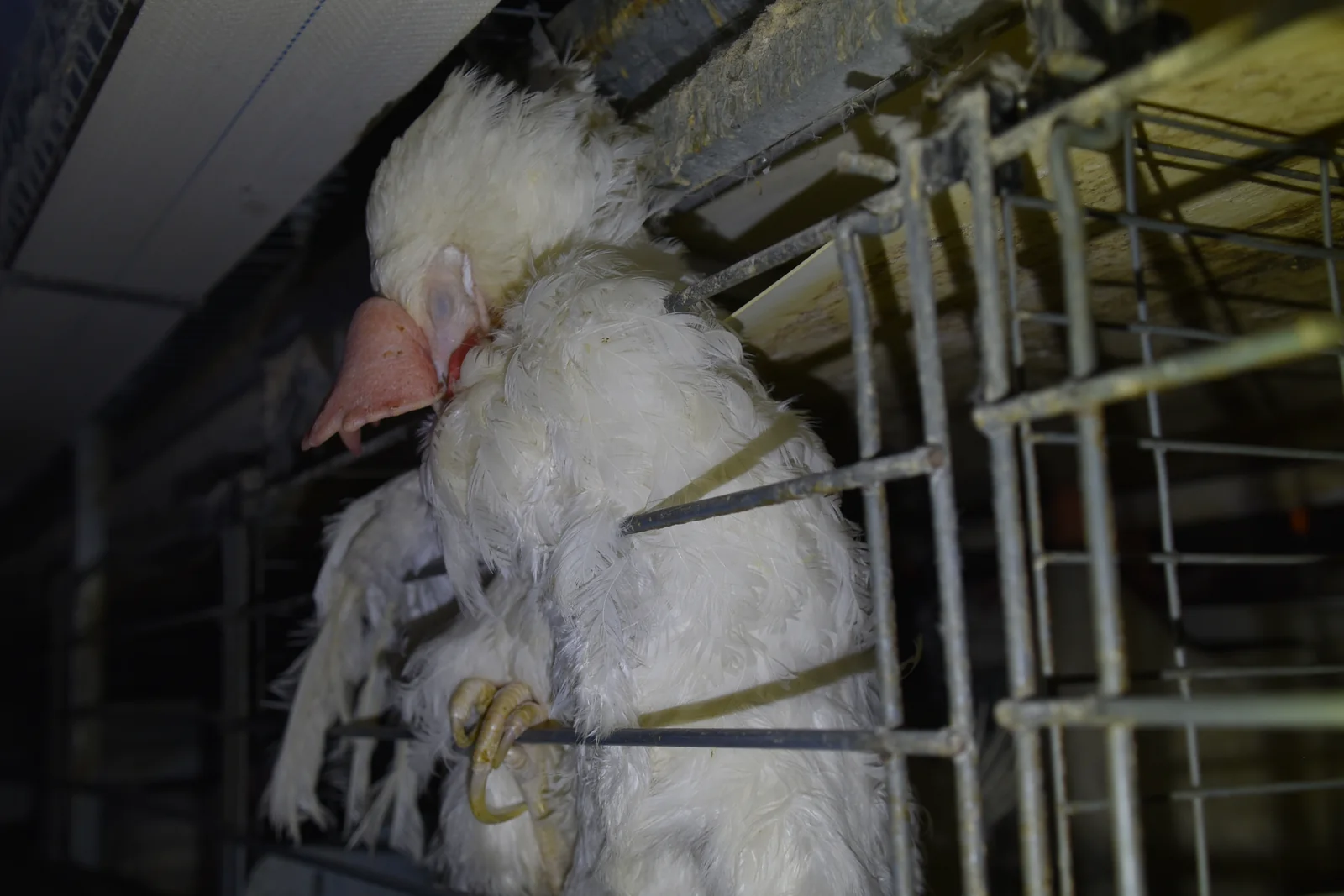 Injured hen crushed against cage at Sunrise Farms
