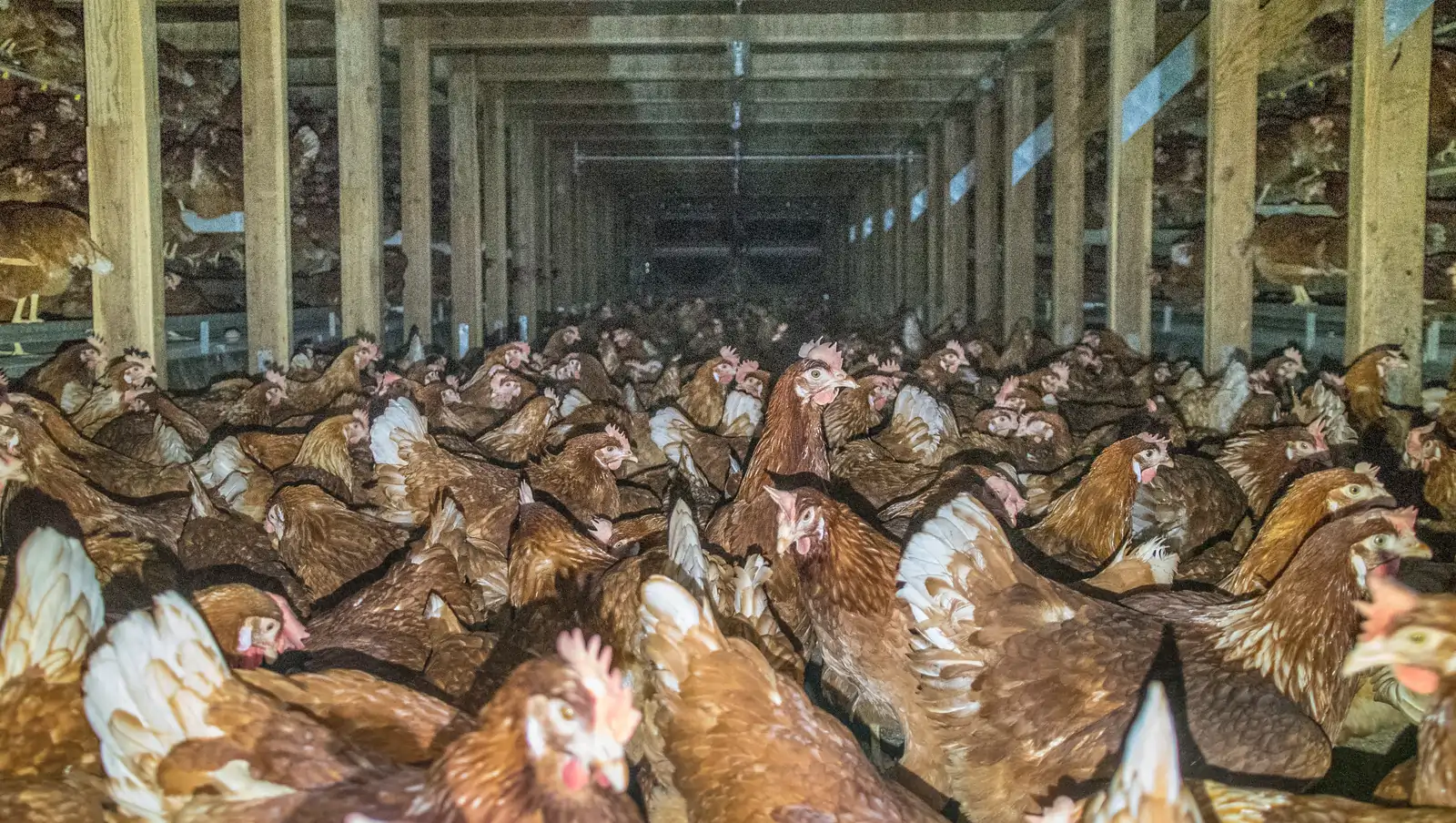 Rainbow's cramped aviary